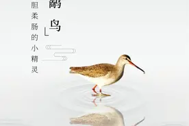 鹬鸟：侠胆柔肠的小精灵图片