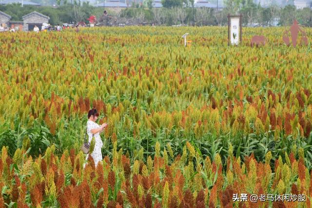 五方村的高粱红了，正是拍照打卡时