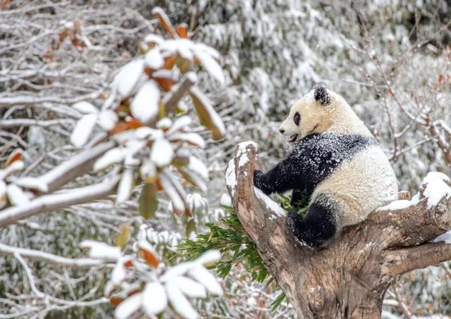看！我就说汶川的冬天超好玩吧