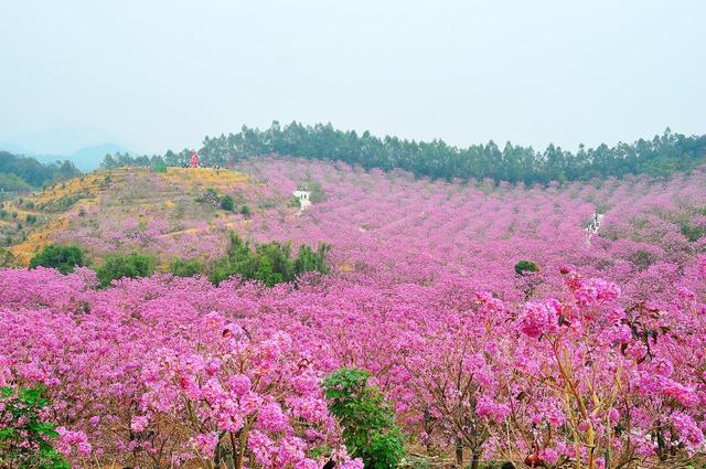 没门票没停车费！广东江门两个紫花风铃木花海，正是观赏期人还少
