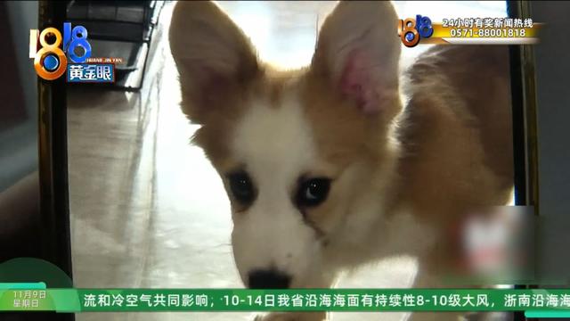 怎么又是这？她还拿出视频，里面“一动不动”，停了几只苍蝇....