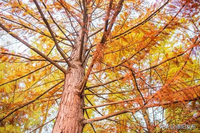 最新实拍!德阳东湖山都美成啥样了啊?太夸张了