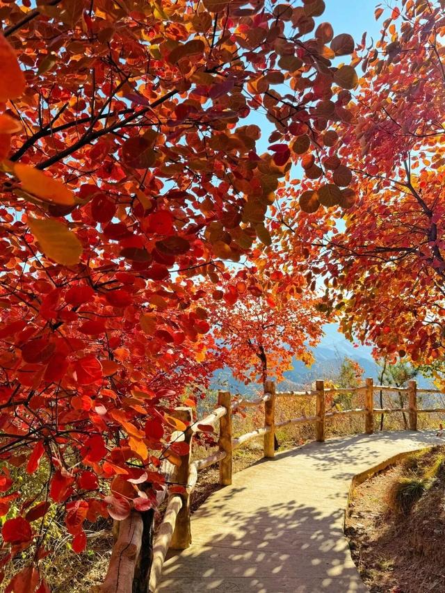 《山东红叶观赏地图》.PDF