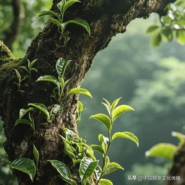 徐霞客笔下的古嘉州