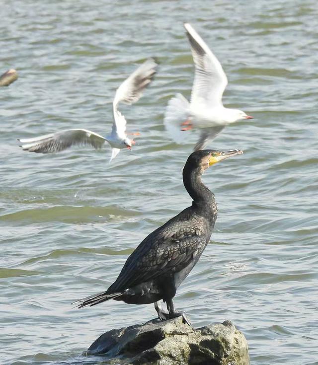 快乐的25/26深圳湾候鸟季