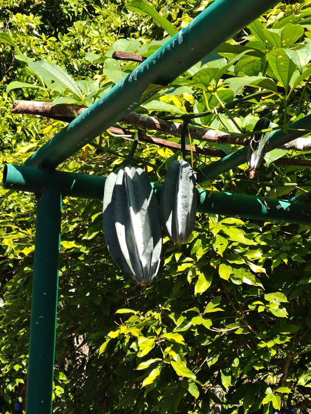 在植物园里寻找哲理