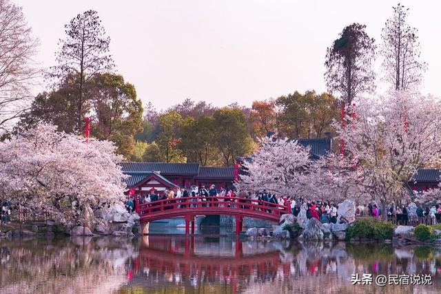 武汉赏樱花秘境，一篇告诉大家