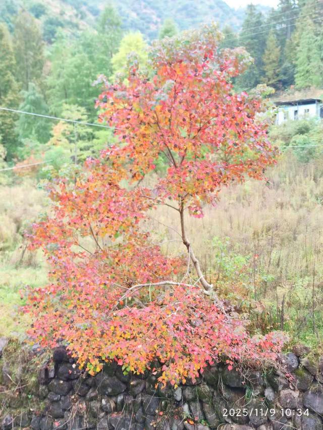 仙居县谷坦水库环线走，半山深处藏人家，依山傍水远繁华
