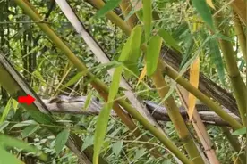 云南一村民上山捡菌，发现两条眼镜王蛇，竟是在孵化60多枚蛇蛋！图片