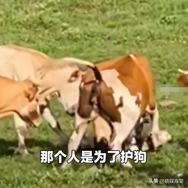 五台山游客被牛顶后：队友爆料，故意让狗挑逗小牛，当事人发声