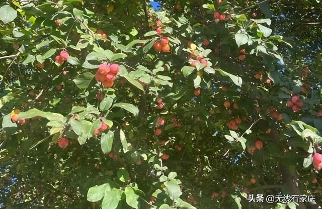 一叶知秋！2025年石家庄市城区赏秋指南来啦 这些地方别错过