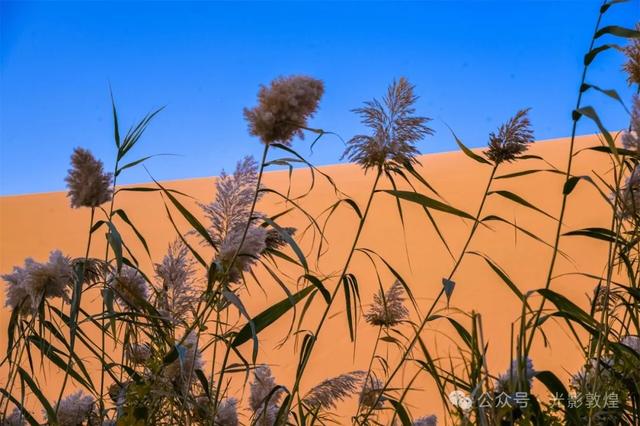 甘肃敦煌：深秋时节大漠秋景醉游人