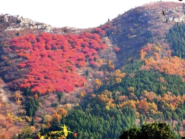 秋访捎近：一树龙吟火满山