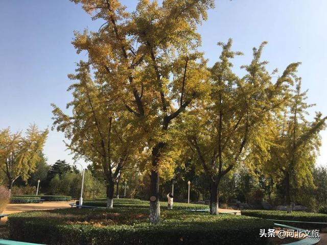 收藏！秦皇岛“银杏观赏地图”出炉，这八处胜地解锁璀璨深秋~