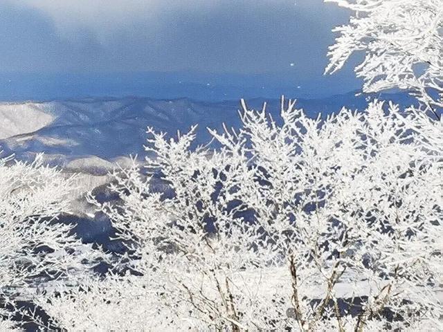 央视都来打卡！龙湾四方顶的玉树琼花，美成冰雪天花板