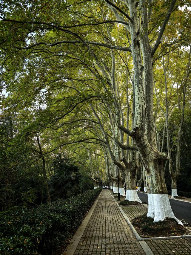 发现一片秋游宝地——紫金山下梧桐大道