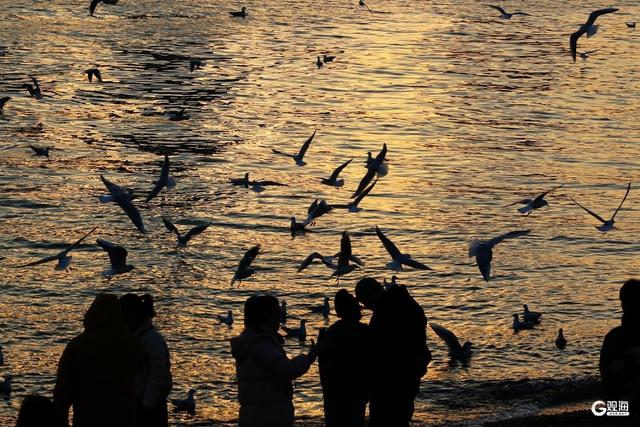 青岛栈桥游人与海鸥同乐 映照冬日最美风光