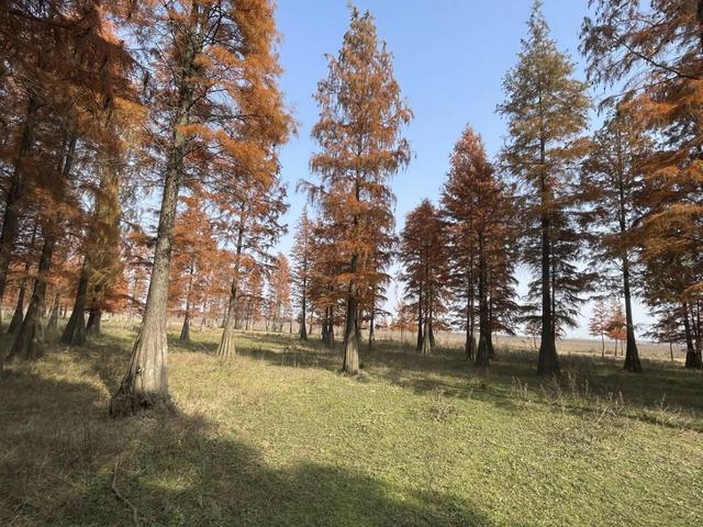 骑游来安半塔釜山水库池杉林生态园攻略