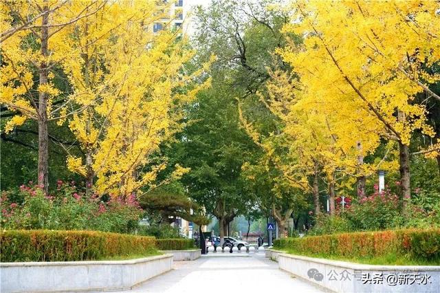 天水弘文园秋景美翻了，快去打卡！