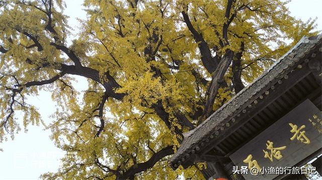 黄了黄了！西安秦岭1700年神仙古树，又到一年最美时！