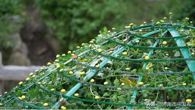 4米巨型大立菊见过吗？第46届趵突泉金秋菊展明天开幕！5大亮点抢先看→