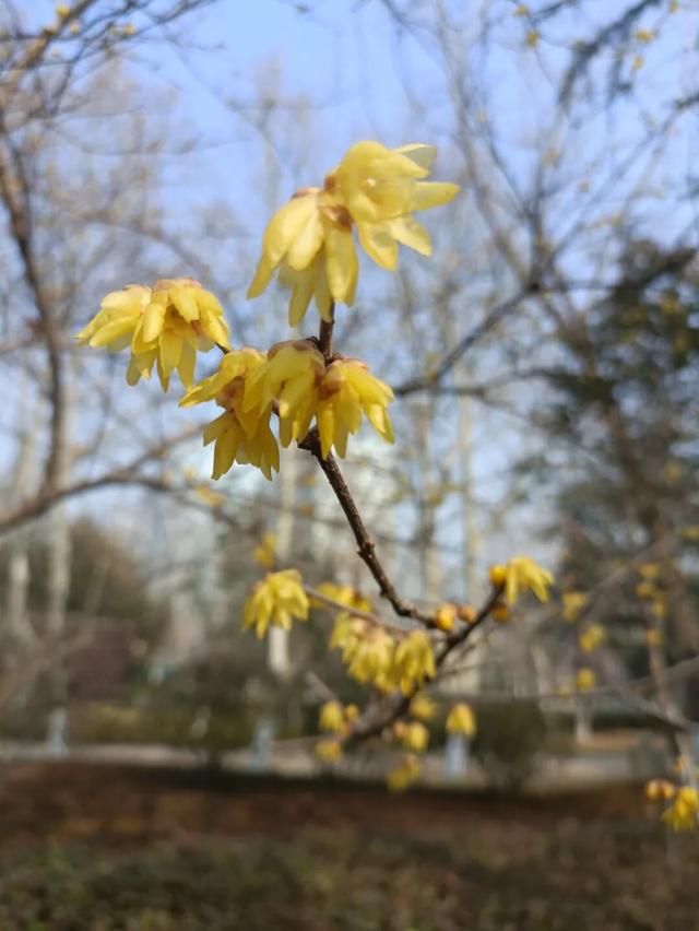 花开有时・四季有诗 | 冬享沂蒙过大年，临沂腊梅邀你赴一场暗香之约