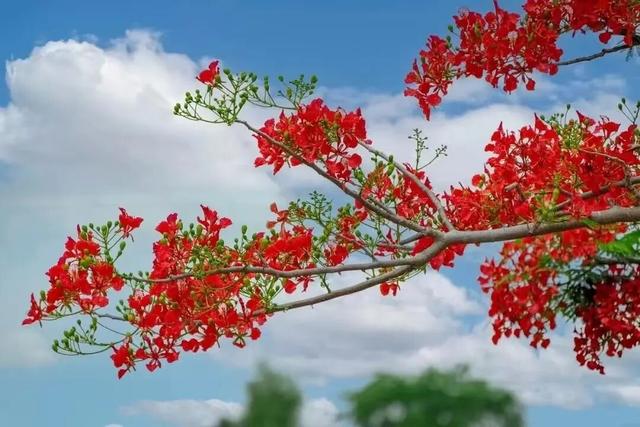 格桑花是西藏军旅的象征，凤凰花是战友深情的见证