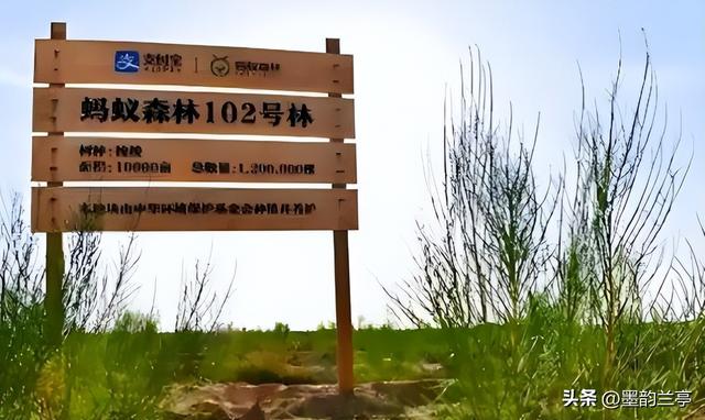 时隔六年，马云再回蚂蚁森林，当年一片荒漠，现如今已成绿洲