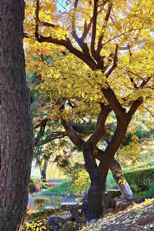 “枫”景如画！解锁伪满皇宫博物院的深秋诗意