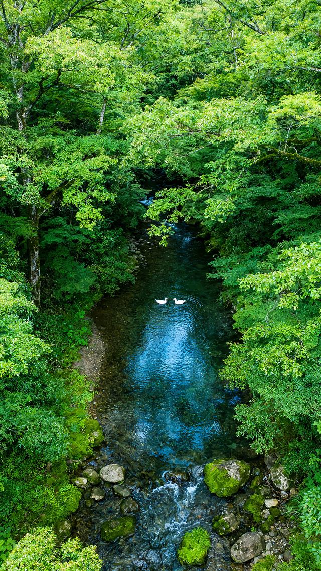 丝丝春意，抹去缕缕寒意，春天美景分享，太治愈了！