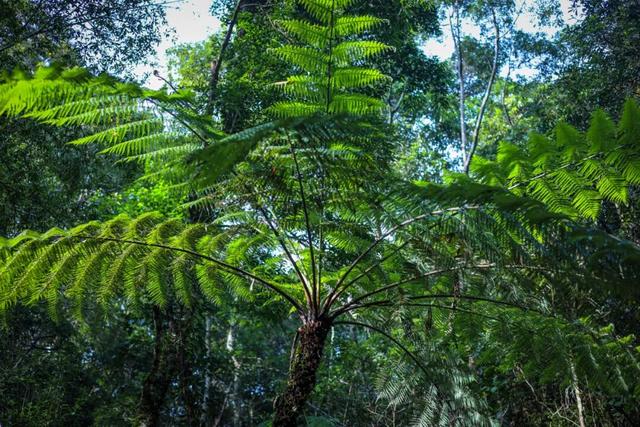 跟着赛事去旅游｜五指山：探五峰叠翠，闯雨林天路