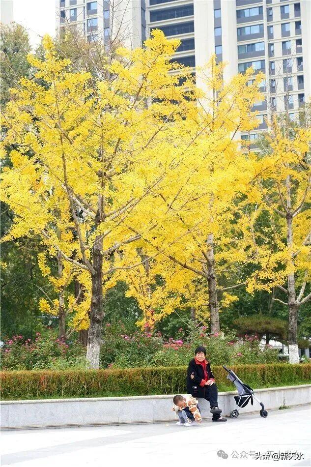 天水弘文园秋景美翻了，快去打卡！