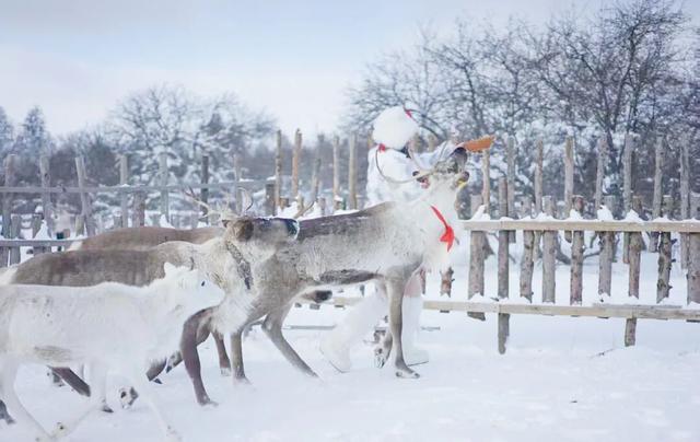 去赏雪，东北和新疆怎么选？速看！
