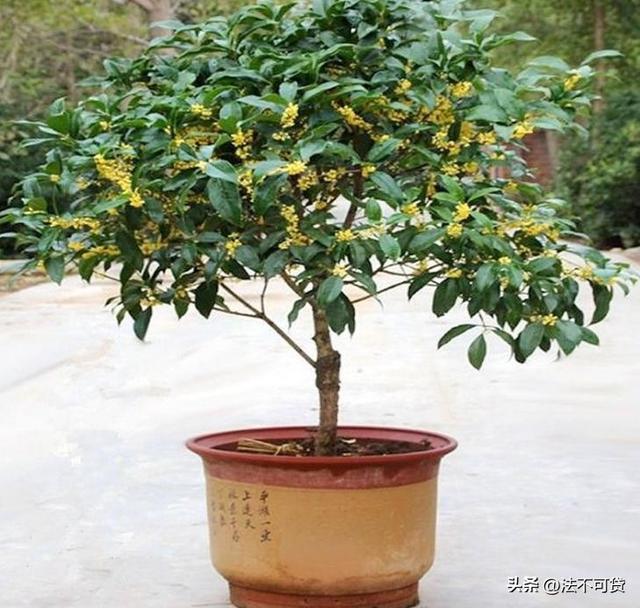 房子前面为什么不能种桂花树？房子前面有桂花树的，要了解一下！