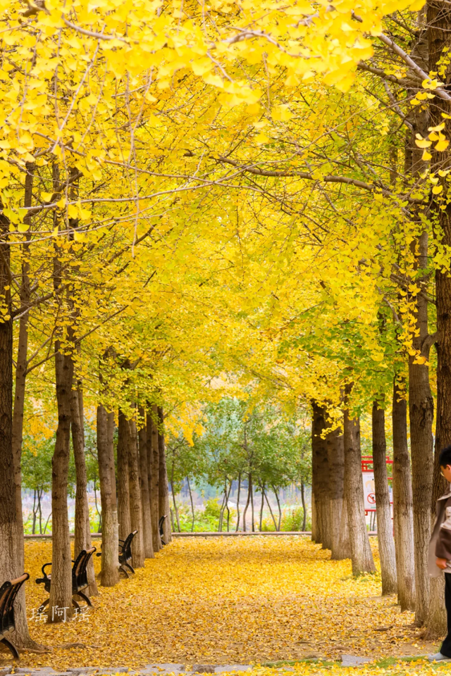 临沂此处天地一色，快来赴一场与金黄的约会吧！