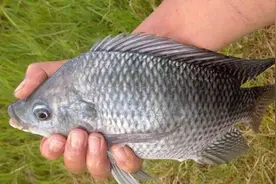 72小时可夺命！杭州女子洗鱼被刺一下，发烧近40度，差点被截肢？图片