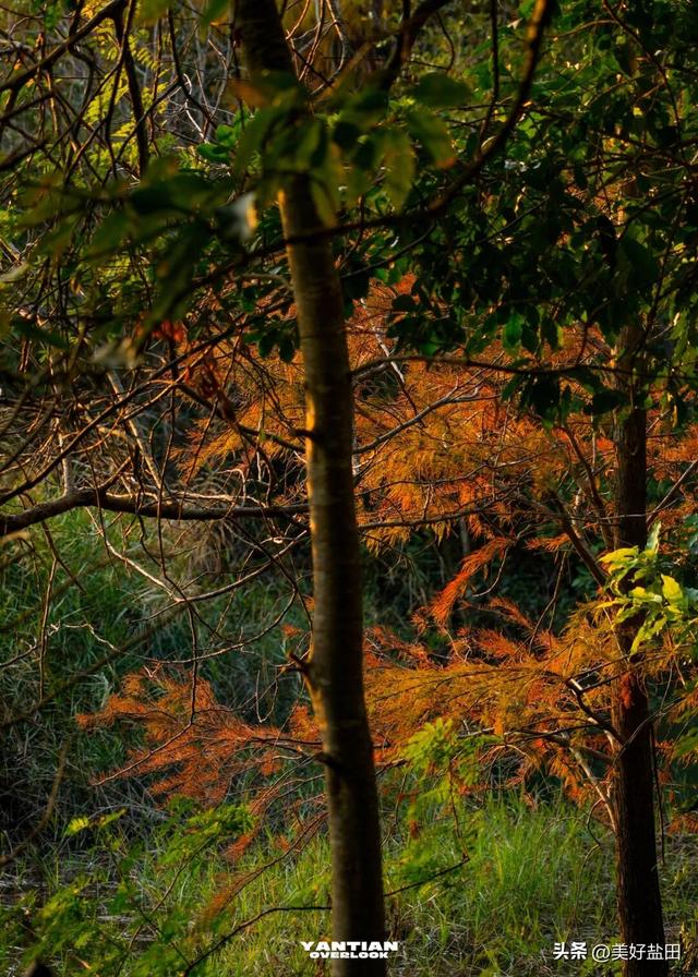 发现深圳“阿勒泰”这些机位的人，真是天才！