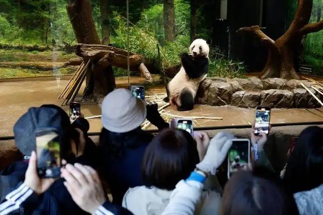 胆大包天！台当局要将中国国宝献给日本？国台办撂下狠话