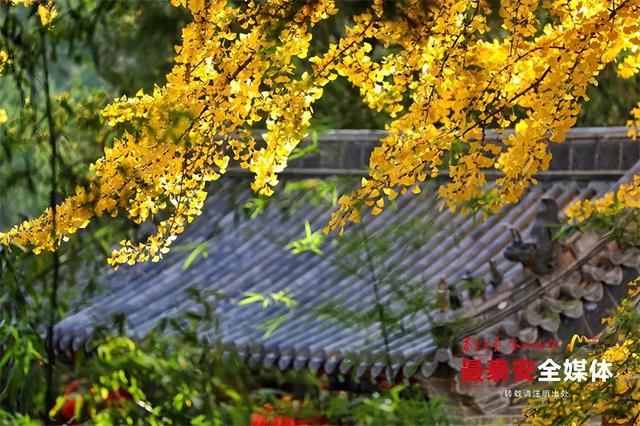 古观银杏黄 诗意满深秋