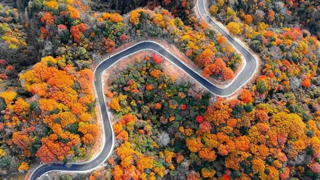 米仓山红了！4 万亩彩林漫过盐井河，把千年古道染成流动的火焰