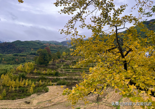 来海拔600米的杭州顶流古村吧，坐拥梯田、银杏、民宿，免费好玩