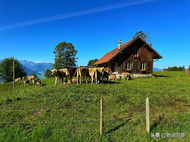 欧游杂记（5）‖ 齿轮火车几上几下瑞吉山，缆车凌空飞跃韦吉斯