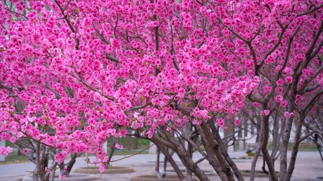 春风有信,花开有期!石家庄公园广场春季赏花指南来了