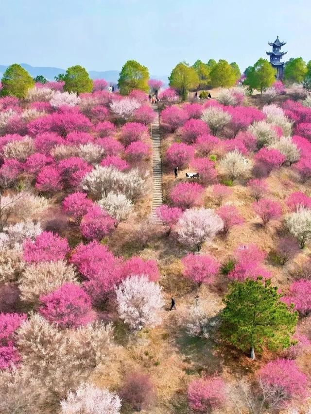 定了！木兰花谷1月17日起全城免费送票啦~