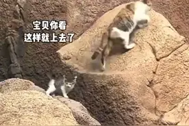 猫妈妈教小猫跳跃爬坡超耐心图片