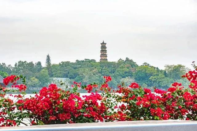 初冬“梅”好时光已至，惠城处处皆“花路”