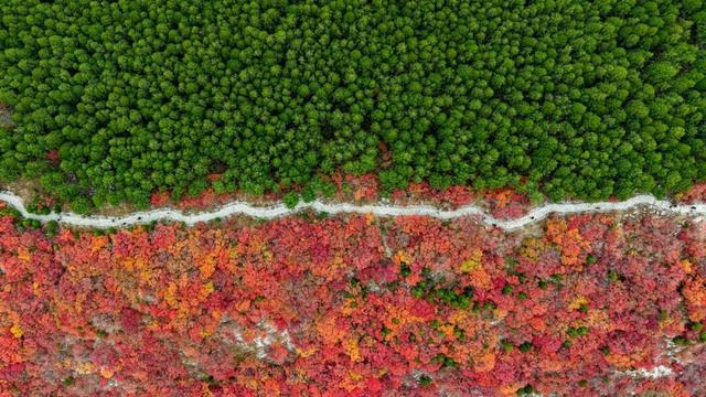 新华社聚焦+国家地理推荐！济南蝎子山“鸳鸯锅”秋景太惊艳了！