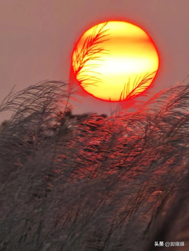 芦花似雪秋意浓！来吴阳，赴一场浪漫的芦荻之约