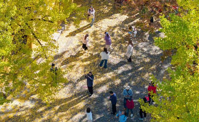 浙江:千年“银杏皇后”在长兴