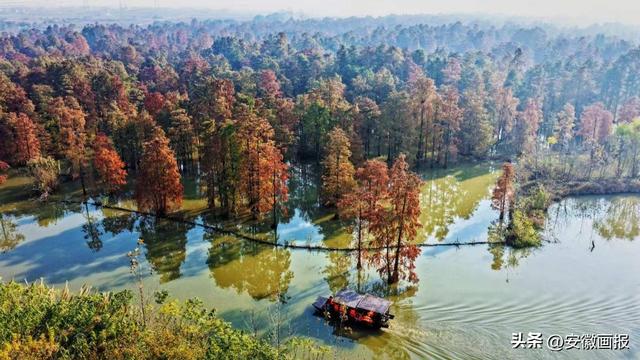 游人如织！第九届来安池杉湖观鸟周暨非遗美食文化宣传系列活动启幕
